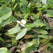 Luronium natans | Floating water‑plantain | Marginal Plant